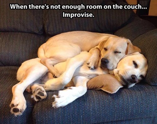 dogs cuddling