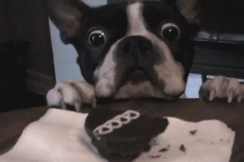 dog, cupcake, gif, want