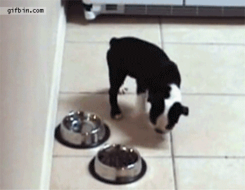 puppy, eating fail, gif, lol
