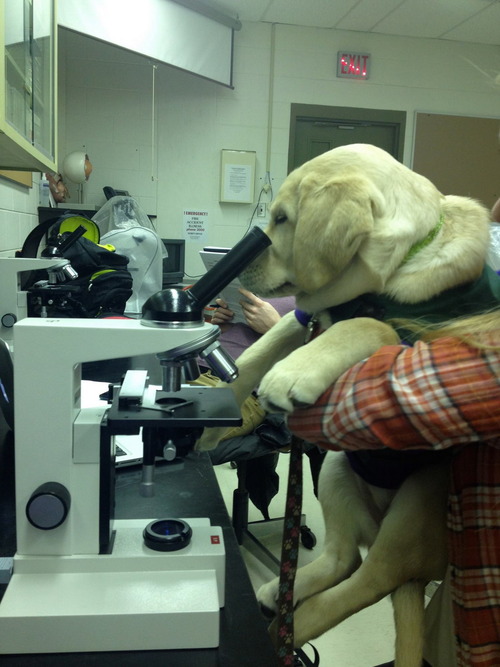 dog looking through a microscope, wtf