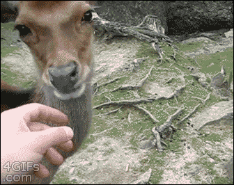 deer just wants some scratch, gif