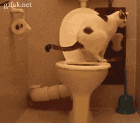 potty trained cat, gif