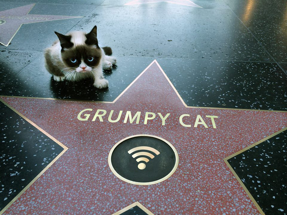 grumpy cat, star, meme
