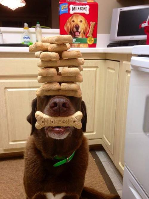 dog bones, self control, cookies, balance