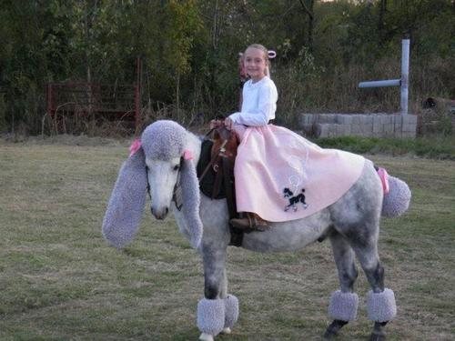 horse wearing poodle costume