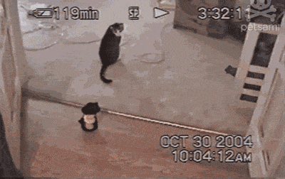 cat, gif, freak out