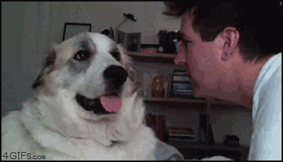 dog slaps man, gif