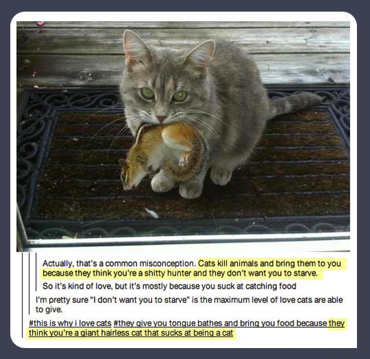 cats can show their love too, story, lol