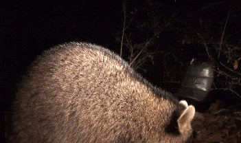 racoon, surprise, wildlife camera, gif