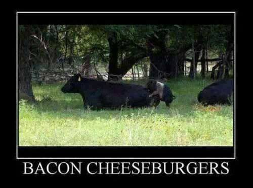 bacon cheeseburger, motivation, pig, cow