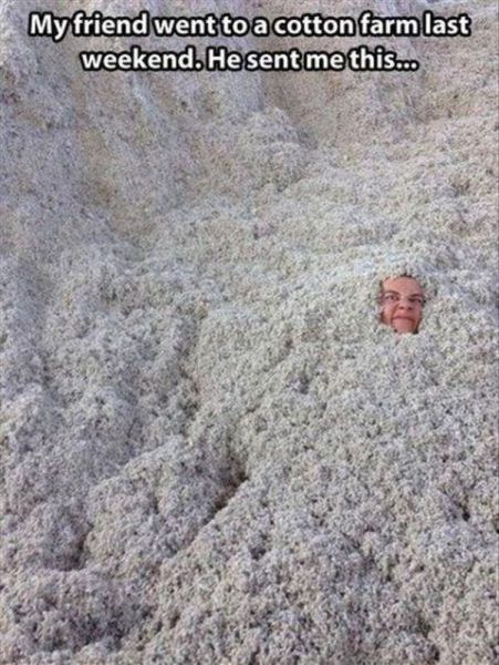 story, cotton farm, wtf