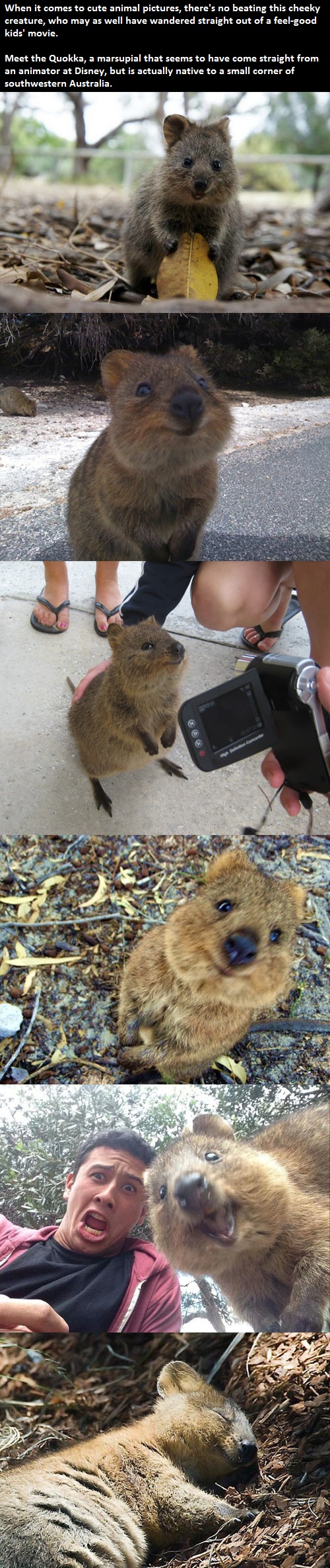happiest creature on earth, animal, cute, smile, Quokka, story