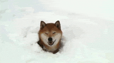 meme, doge, snow, gif