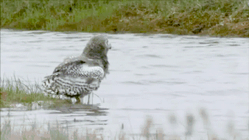 owl swims instead of flying, gif