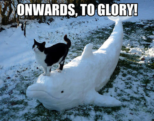 cat, snow dolphin, onwards, to glory!