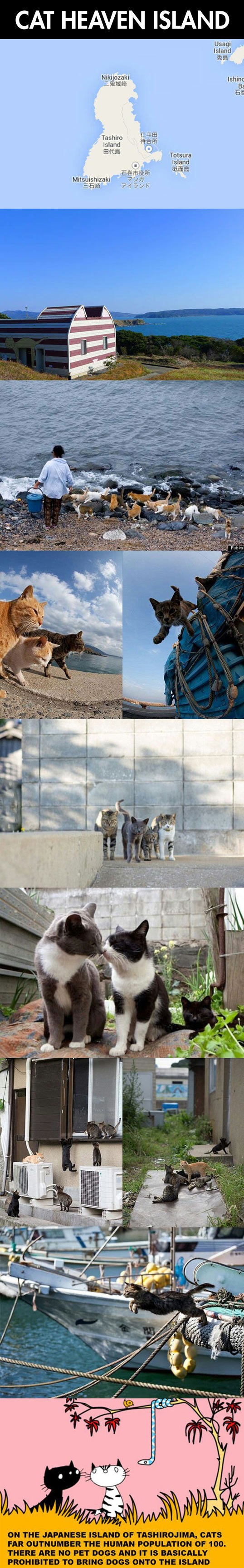 cat heaven island