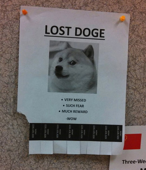 lost doge, very missed, such fear, much reward, wow, meme