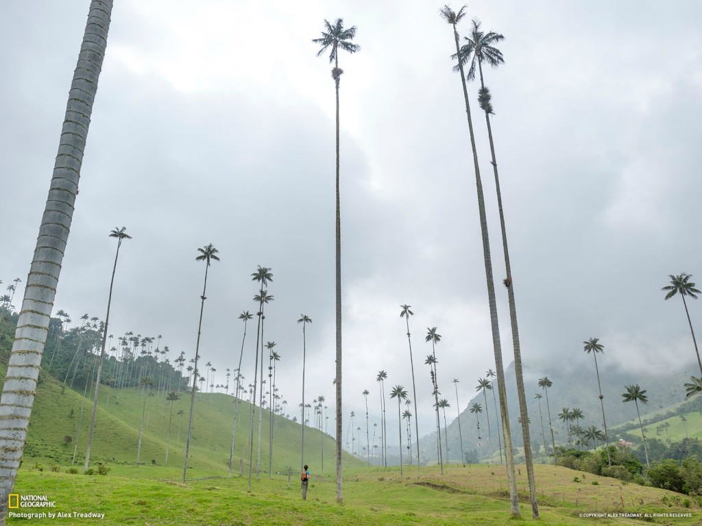 very tall palm trees, national geographic