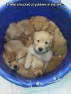 bucket of golden retrievers, dogs, puppies 
