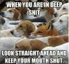 when you are in deep shit look straight ahead and keep your mouth shut, fox, dogs, hounds