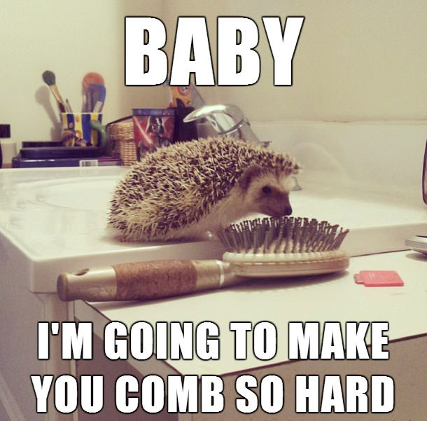 hedgehog, brush, wordplay, meme, animal