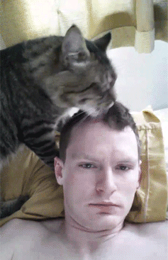 cat, licking hair, gif, wtf