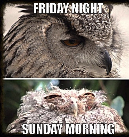 friday night, sunday morning, owl