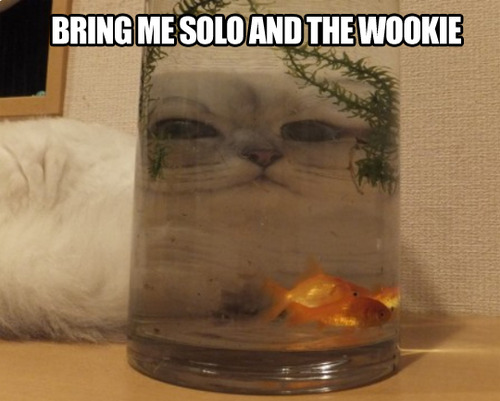 bring me solo and the wookie, cat, perspective, fish bowl, lol