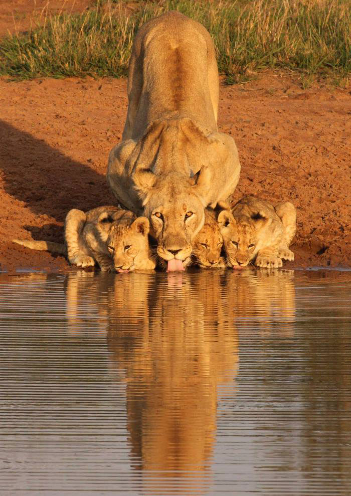 lion and her cubs drinking water, africa