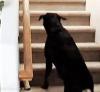 dog goes upstairs sees cat and goes back down