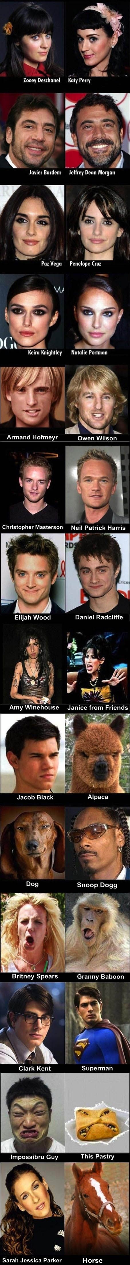 totallylookslike, compilation, celebrities