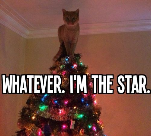 drama cat, i'm the star, christmas tree