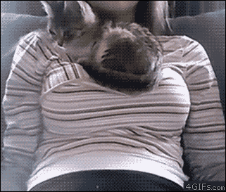 kitten, boob bed, gif