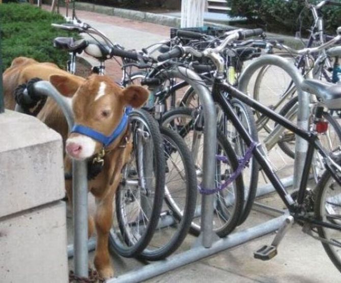 bicycle rack, calf, wtf