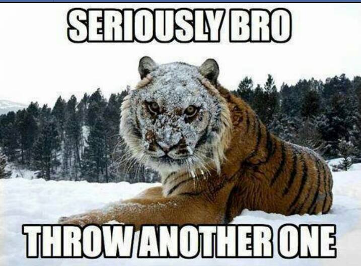 seriously bro, throw another one, tiger with snowy face, meme