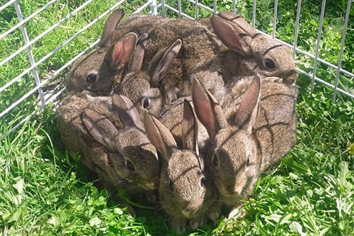 these bunnies are so square