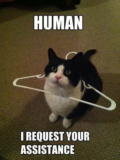 cat stuck in hanger, human i request your assistance