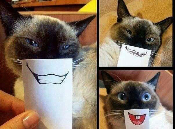 cat, drawing, perspective, mouths, lol