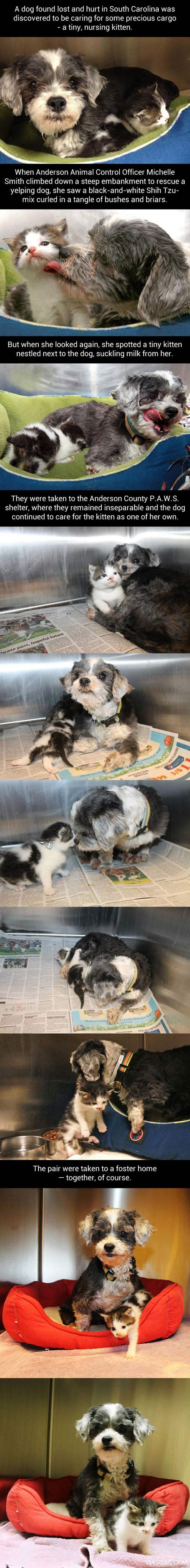 kitten, when this lost dog was found, rescuers had an unexpected surprise