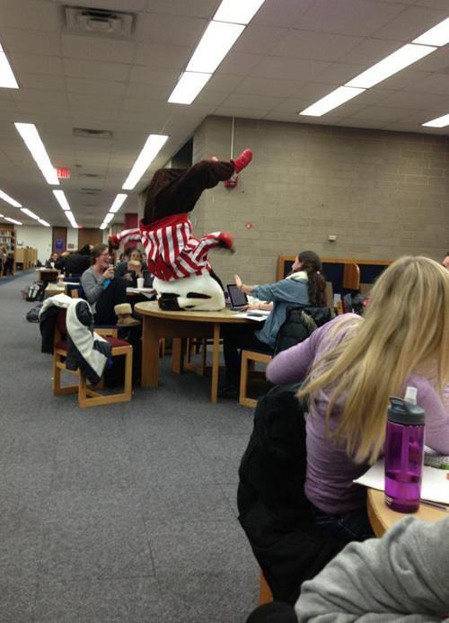 library, mascot, wtf