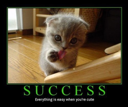 kitten, cute, success, motivation
