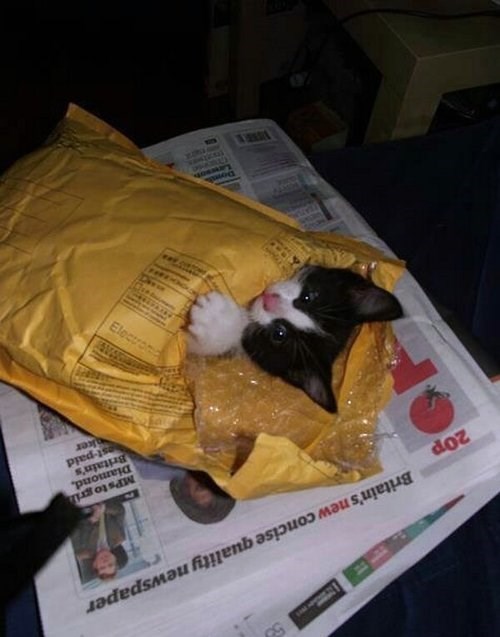how to ship a kitten