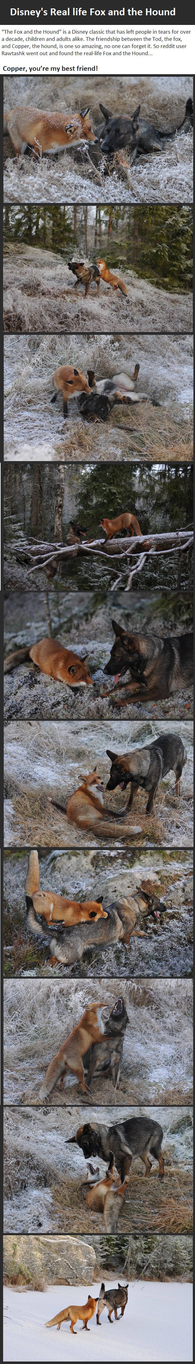 real life fox and the hound, disney, animals