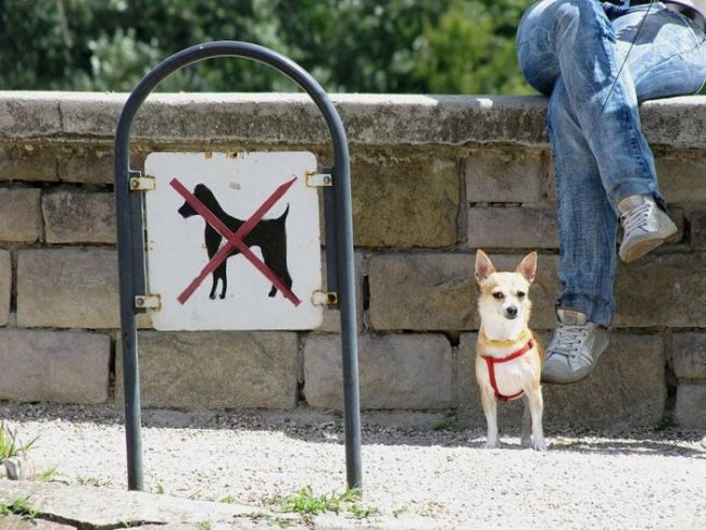 rebel, no dogs allowed, sign