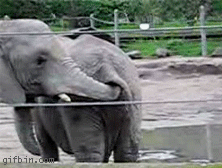 hungry elephant retrieves food from other elephant's ass, wtf, gif