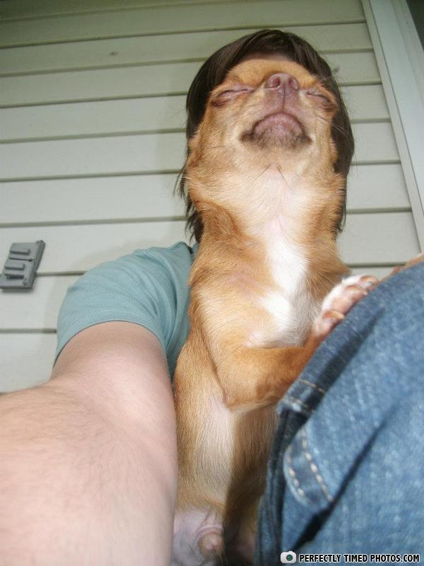 perfectly timed photos, dog faced man, lol