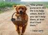 our prime purpose in this life is to help others and if you can't help them at least don't hurt them, quote, dalai lama