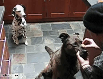dog, treat, trick, troll, gif