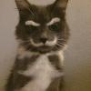 cat, white moustache and eyebrows