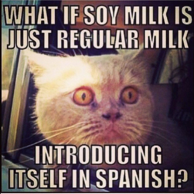 what if soy milk is just regular milk introducing itself in spanish, meme, cat with head out car window